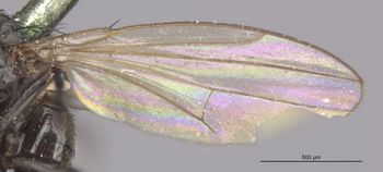 Media type: image;   Entomology 11140 Aspect: Wing front